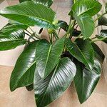 Philodendron davidsonii Blad