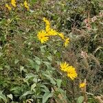 Helianthus tuberosusFleur