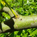 Salix lucida Bark