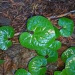 Asarum caudatum Yaprak