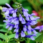 Salvia guaranitica ফুল