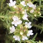 Thymus zygis Flower