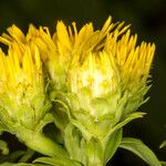 Inula spiraeifolia Flower