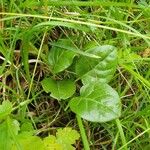 Pyrola rotundifoliaBlad