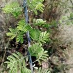 Senegalia senegal Лист