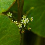 Hydrocotyle umbellata