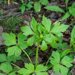 Ranunculus recurvatus برگ