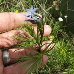 Amsonia ciliata Kvet