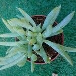 Dudleya densiflora Hoja