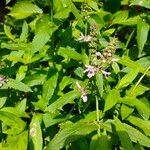 Stachys palustrisFlower