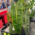 Philodendron billietiae Yaprak