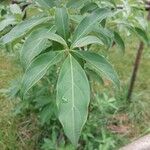 Cornus capitata Folha