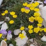 Ranunculus demissus 花