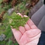 Cryptogramma crispa Blatt