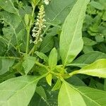 Phytolacca esculenta Квітка