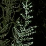 Fitzroya cupressoides Yeri