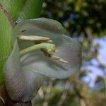 Werauhia gladioliflora Flower