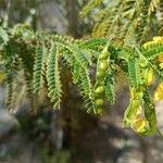 Senna surattensis Fruit