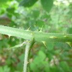 Rubus bloxamii Sonstige