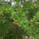 Erythroxylum suberosum Froito