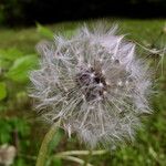 Taraxacum rubicundum Mbuma