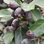 Cotoneaster acutifolius Fruit