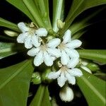 Scaevola taccada फूल