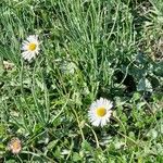 Bellis sylvestris Celota