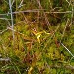 Carex pauciflora Ffrwyth