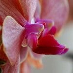 Eriaxis rigida Квітка
