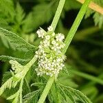 Torilis nodosa Flower