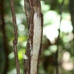 Oxera microcalyx 樹皮