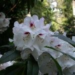 Rhododendron morii Blüte