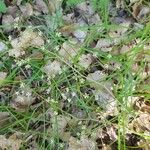 Ptychotis saxifraga Fula