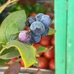 Vaccinium corymbosum Fruit