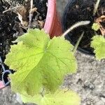 Heuchera villosa Lehti