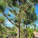 Pinus elliottii Folha