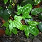 Dioscorea sansibarensis Hoja