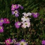 Malcolmia flexuosa Habitus