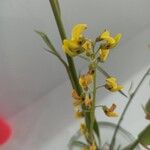 Crotalaria lanceolata Květ