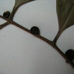 Eugenia coffeifolia Muu