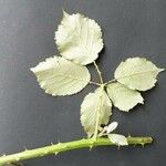 Rubus winteri Blad