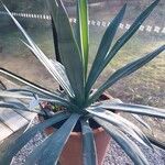 Agave sisalana Leaf