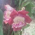 Couroupita guianensis Květ