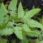 Gleichenella pectinata Leaf