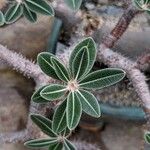 Pachypodium rosulatum Leaf