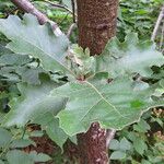 Quercus velutina Leaf