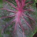 Caladium bicolor Levél