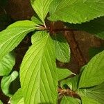 Viburnum × bodnantense Blad