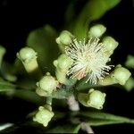 Syzygium aromaticum Цветок